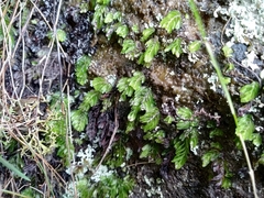 Hymenophyllum capense