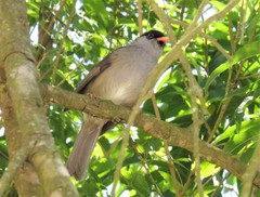 Sylvia nigricapillus