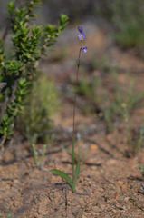 Ixia marginifolia