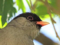 Sylvia nigricapillus