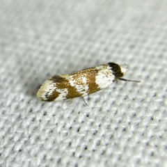 Isomoralla gephyrota