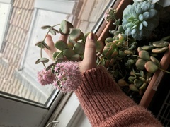 Hylotelephium sieboldii