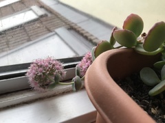 Hylotelephium sieboldii