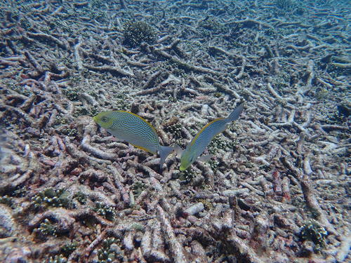Maze Rabbitfish (Siganus vermiculatus)