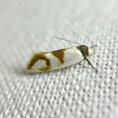 Antipterna trilicella