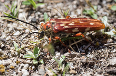 Tragocerus lepidopterus
