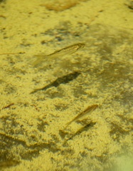 Hesperoleucus symmetricus