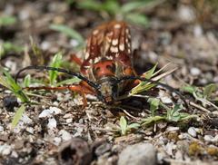 Tragocerus lepidopterus