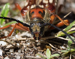 Tragocerus lepidopterus