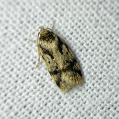 Barea basigramma