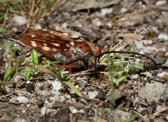 Tragocerus lepidopterus