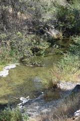 Hesperoleucus symmetricus