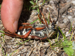 Tragocerus lepidopterus