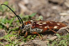 Tragocerus lepidopterus
