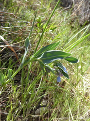 Mertensia lanceolata