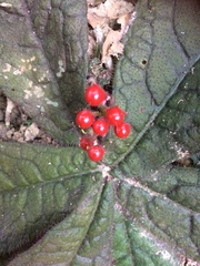 Ardisia primulifolia