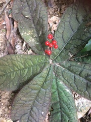 Ardisia primulifolia