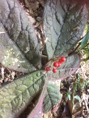 Ardisia primulifolia