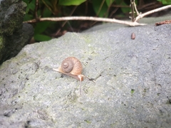 Cyclophorus herklotsi