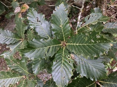 Quercus aliena