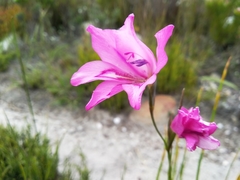 Gladiolus ornatus