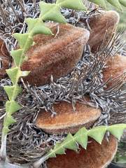 Banksia speciosa