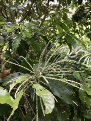 Lithocarpus corneus