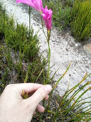 Gladiolus ornatus