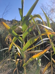 Arundo donax
