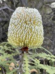 Banksia speciosa