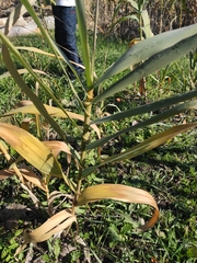 Arundo donax