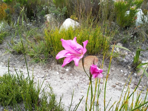 Image of Gladiolus ornatus by (c) De Waal Hugo, some rights reserved (CC BY)