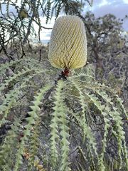 Banksia speciosa