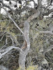 Banksia speciosa