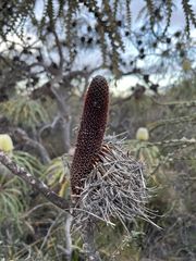 Banksia speciosa