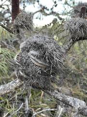 Banksia speciosa