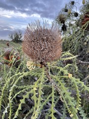 Banksia speciosa