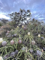 Banksia speciosa