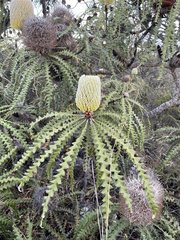 Banksia speciosa