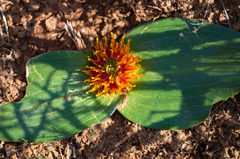 Daubenya marginata