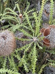 Banksia speciosa