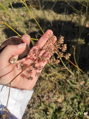 Foeniculum vulgare