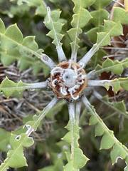 Banksia speciosa