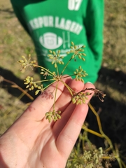 Foeniculum vulgare