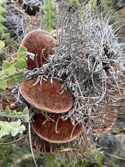 Banksia speciosa