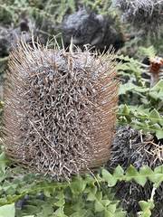 Banksia speciosa