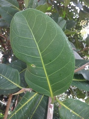 Ficus soatensis