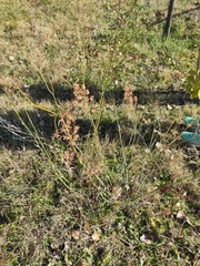 Foeniculum vulgare