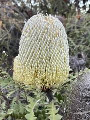 Banksia speciosa
