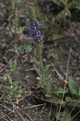 Veronica porphyriana